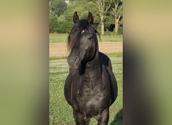 Arabe égyptien, Étalon, 7 Ans, 152 cm, Noir