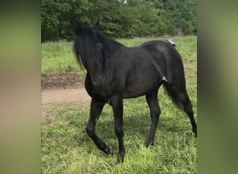 Arabe égyptien, Étalon, 7 Ans, 152 cm, Noir