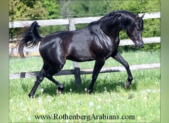 Arabe égyptien, Étalon, 17 Ans, 152 cm, Noir