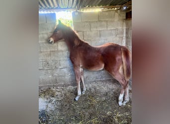 Arabe égyptien, Étalon, Poulain (05/2025), 110 cm, Alezan