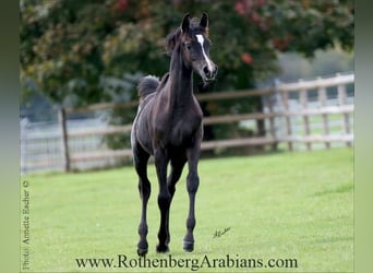 Arabe égyptien, Étalon, Poulain (04/2025), 154 cm, Noir