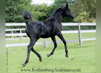 Arabe égyptien, Étalon, Poulain (04/2025), 154 cm, Noir
