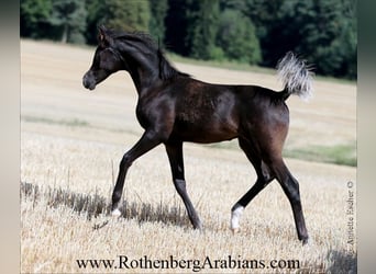 Arabe égyptien, Étalon, Poulain (01/2026), 155 cm, Noir