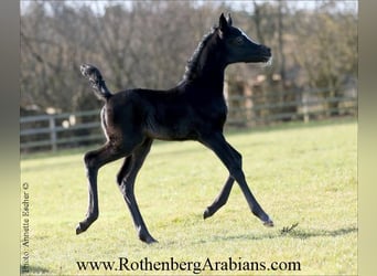 Arabe égyptien, Étalon, Poulain (02/2026), 155 cm, Noir