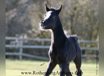 Arabe égyptien, Étalon, Poulain (02/2026), 155 cm, Noir