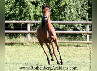 Arabe égyptien, Étalon, Poulain (03/2025), 155 cm, Noir
