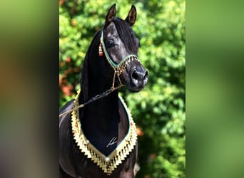 Arabe égyptien, Étalon, , 156 cm, Noir