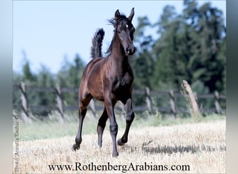 Arabe égyptien, Étalon, Poulain (01/2026), 156 cm, Noir