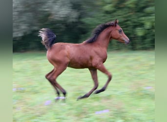 Arabe égyptien, Étalon, Poulain (03/2026), Bai