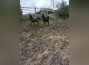 Arabe égyptien, Étalon, Poulain (03/2025), Bai