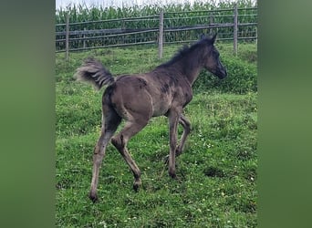 Arabe égyptien, Étalon, Poulain (03/2025), Noir