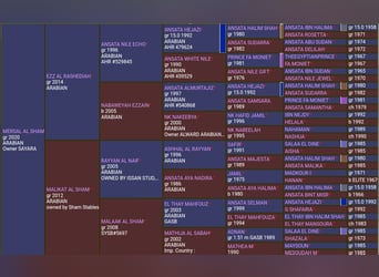 Arabe égyptien, Étalon, 4 Ans, 155 cm, Rabicano