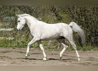 Arabe égyptien, Hongre, 13 Ans, 155 cm, Gris