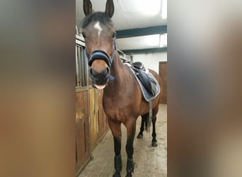 Arabe égyptien, Hongre, 17 Ans, 154 cm, Bai