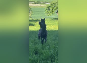 Arabe égyptien, Hongre, 2 Ans, Noir