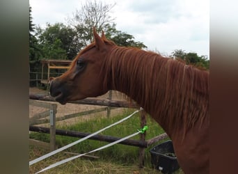 Arabe égyptien, Hongre, 3 Ans, 150 cm, Alezan