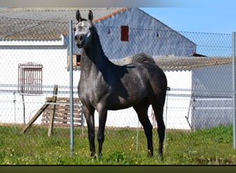 Arabe égyptien, Hongre, 3 Ans, 153 cm, Gris