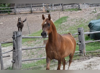 Arabe égyptien, Hongre, 4 Ans, 162 cm, Alezan