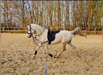 Arabe égyptien, Hongre, 5 Ans, 153 cm, Gris