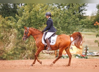 Arabe égyptien, Jument, 13 Ans, 156 cm, Alezan