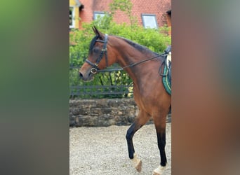 Arabe égyptien, Jument, 14 Ans, 150 cm, Bai brun