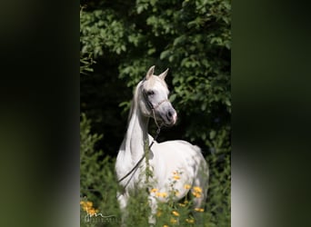 Arabe égyptien, Jument, 14 Ans, 155 cm, Gris