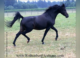 Arabe égyptien, Jument, 15 Ans, 150 cm, Bai brun foncé
