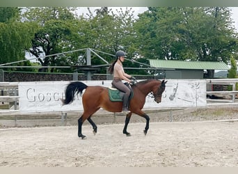 Arabe égyptien, Jument, 16 Ans, 153 cm, Bai
