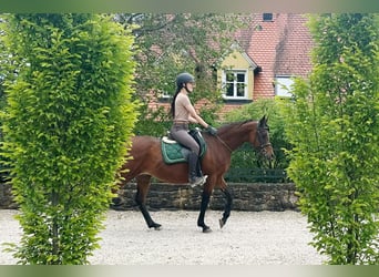 Arabe égyptien, Jument, 16 Ans, 153 cm, Bai