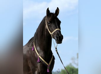 Arabe égyptien, Jument, 19 Ans, 153 cm, Noir