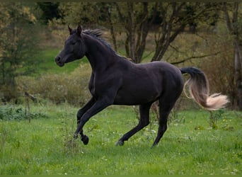 Arabe égyptien, Jument, 2 Ans, 150 cm, Noir