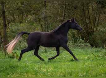 Arabe égyptien, Jument, 2 Ans, 150 cm, Noir