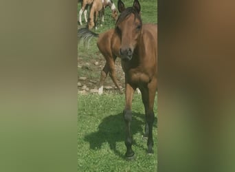 Arabe égyptien, Jument, 2 Ans, 150 cm, Rabicano
