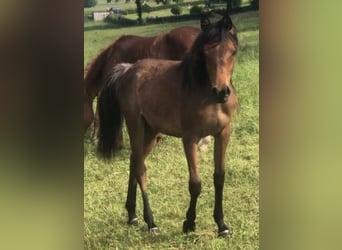 Arabe égyptien, Jument, 2 Ans, 150 cm, Rabicano