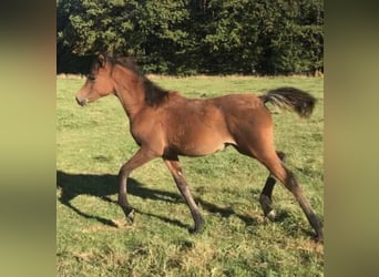Arabe égyptien, Jument, 2 Ans, 150 cm, Rabicano