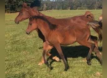 Arabe égyptien, Jument, 2 Ans, 150 cm, Rabicano