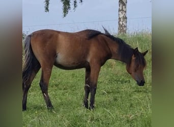 Arabe égyptien, Jument, 2 Ans, 150 cm, Rabicano