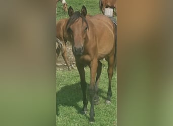 Arabe égyptien, Jument, 2 Ans, 150 cm, Rabicano