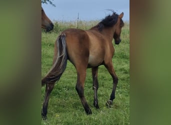 Arabe égyptien, Jument, 2 Ans, 150 cm, Rabicano
