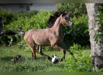 Arabe égyptien, Jument, 2 Ans, 153 cm, Peut devenir gris