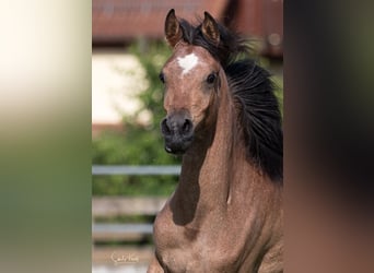 Arabe égyptien, Jument, 2 Ans, 153 cm, Peut devenir gris