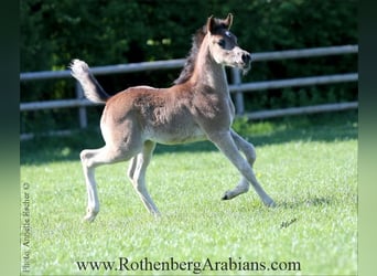Arabe égyptien, Jument, 2 Ans, 154 cm, Bai