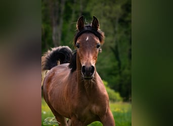 Arabe égyptien, Jument, 2 Ans, 154 cm, Bai