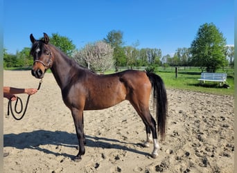 Arabe égyptien, Jument, 3 Ans, 144 cm, Bai