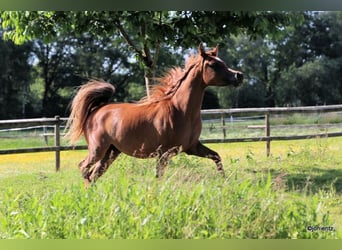 Arabe égyptien, Jument, 3 Ans, 150 cm, Alezan