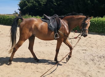 Arabe égyptien, Jument, 3 Ans, 154 cm, Bai