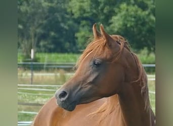 Arabe égyptien, Jument, 3 Ans, Alezan