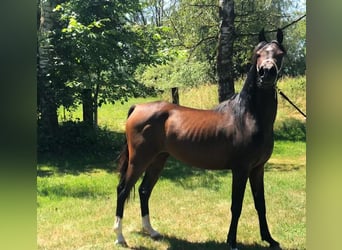 Arabe égyptien, Jument, 3 Ans, Bai