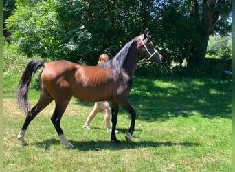 Arabe égyptien, Jument, 3 Ans, Bai