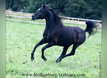 Arabe égyptien, Jument, 4 Ans, 146 cm, Noir